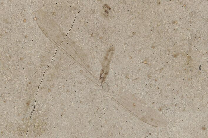Eocene Fossil Cranefly (Tipula) - Colorado #189476